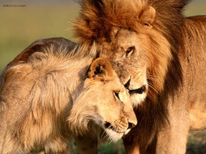 Cariño entre leones