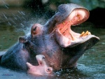 Hipopótamo y su cría