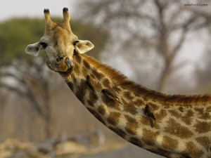 Cuello de jirafa