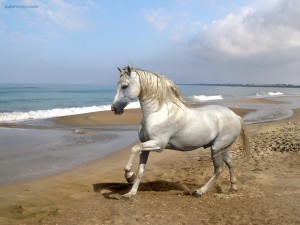 Caballo blanco en la playa