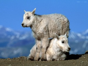 Postal: Dos cabras bebé