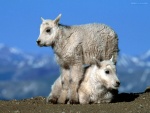 Dos cabras bebé