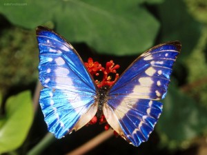 Mariposa azul brillante
