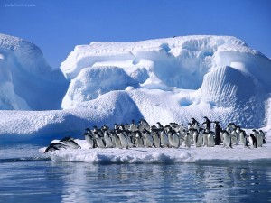 Postal: Pingüinos al agua