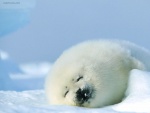 Foca pía o foca de Groenlandia