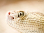 Serpiente blanca