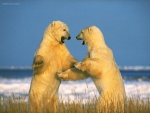 Pelea de osos polares