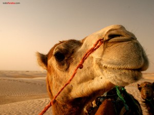 Camello de cerca
