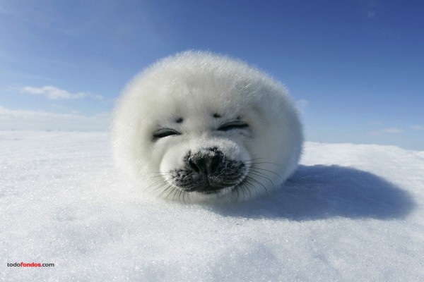 Cría de foca pía