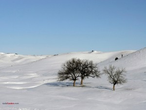 Árboles en la nieve