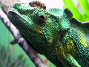 Postal: Iguana verde