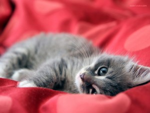 Postal: Gatito sobre una tela roja