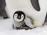 Bebe pingüino