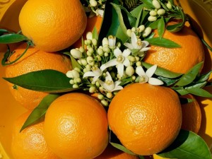 Postal: Naranjas con sus flores de azahar