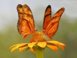 Mariposas anaranjadas