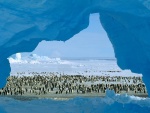 Pingüinos en la bahía de Atka