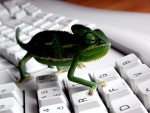 Un camaleón por el teclado