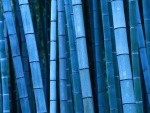 Bambú azul