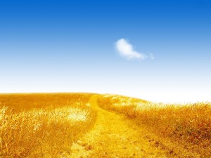 Campo dorado bajo cielo azul