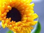 Flor de pétalos amarillos