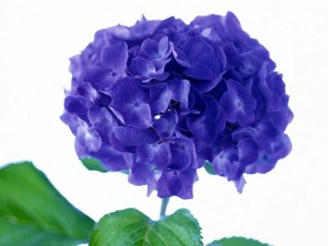 Hortensia violeta
