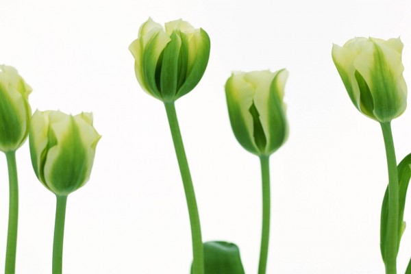 Tulipanes verdes
