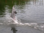 Delfín de pie sobre el agua