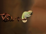 Camaleón en la punta de una rama