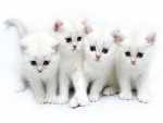Gatitos blancos
