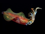 Calamar multicolor