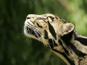 Leopardo rayado
