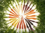 Zanahorias de colores
