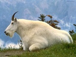 Cabra blanca