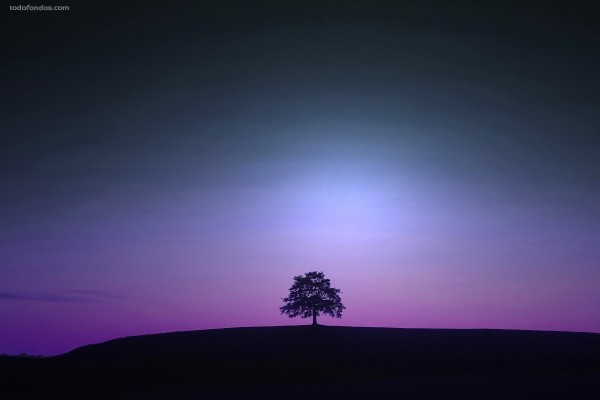 Árbol sobre luz violeta