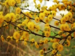Floreciendo de amarillo