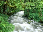 Agua fluyendo (Parque Nacional Olympic, Washington)