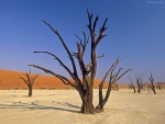 Dead Vlei, Parque Nacional de Sossusvlei (Namibia, África)