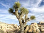 Cactus con forma de árbol