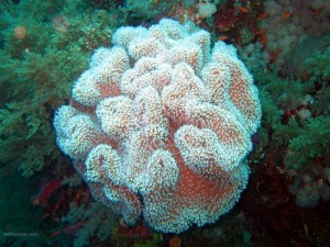 Coral blando (Arrecife de Elphistone)