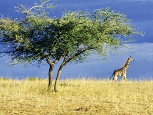 Jirafa en el Serengueti