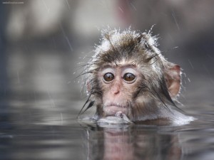 Macaco japonés