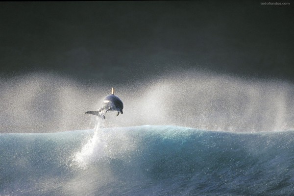 Delfín saltando sobre una ola