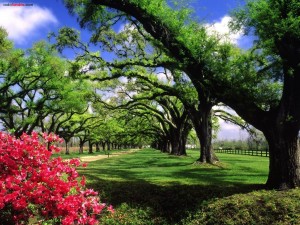 Las plantaciones y jardines de Boone Hall, en Carolina del Sur