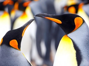 Postal: Pareja de pingüinos rey