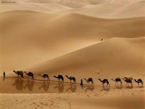 Postal: Caravana de camellos