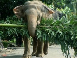 Elefante llevando un árbol