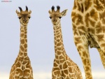 Dos jóvenes jirafas
