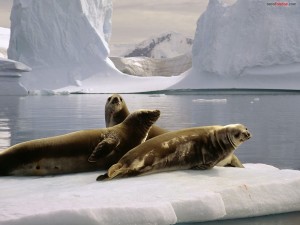 Postal: Focas en el Polo Sur (Antártida)