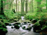 Parque Nacional Bayerischer Wald (Alemania)