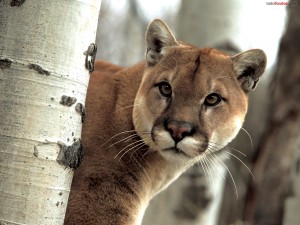 Postal: Puma salvaje